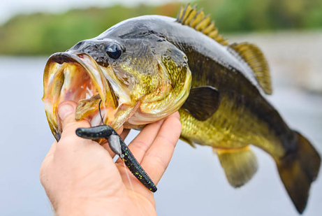 best bass lures spring bass lures soft plastics