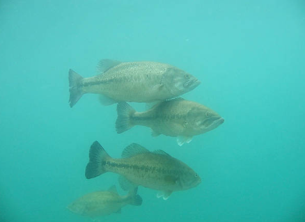 best bass lures spring bass fishing lures