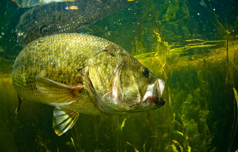 how bass behave in the summer best summer bass lures