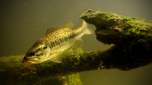 best bass lures best spring bass lures largemouth