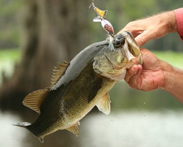 best bass lures best spring bass lures buzzbait