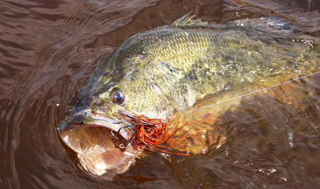 spring bass lures best bass fishing lures finesse jigs