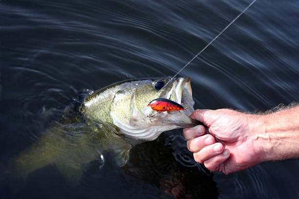 best fall bass lures crankbaits best fall bass lures crankbaits