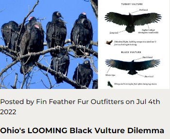 Ohio's LOOMING Black Vulture Dilemma