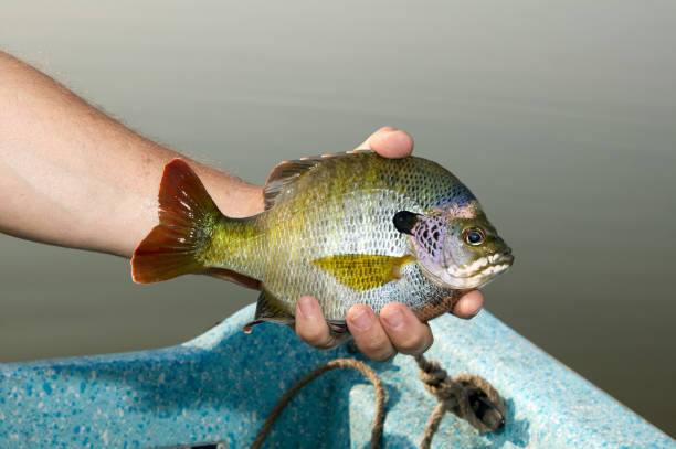 bluegill fishing beautiful bluegill best bluegill baits bluegill fishing beautiful bluegill best bluegill baits