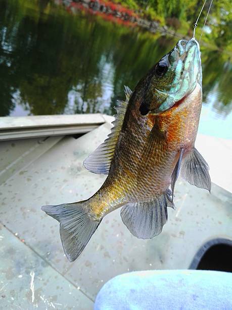 bluegill fishing beautiful bluegill colors bluegill fishing beautiful bluegill colors
