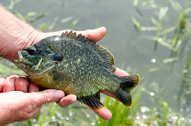 bluegill fishing beautiful bluegill on live bait bluegill fishing beautiful bluegill on live bait