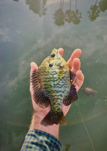 bluegill fishing best bluegill lures and baits top bluegill baits bluegill fishing best bluegill lures and baits top bluegill baits