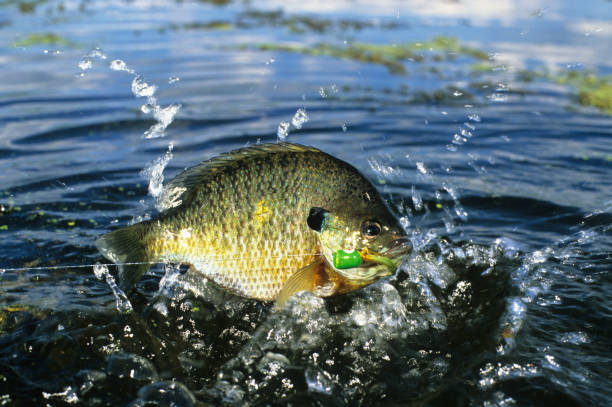 bluegill fishing best bluegill lures and baits bluegill fishing best bluegill lures and baits