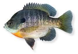 bluegill fishing bluegill species bluegill baits and lures bluegill fishing bluegill species bluegill baits and lures