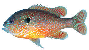 bluegill fishing longear sunfish species bluegill fishing longear sunfish species