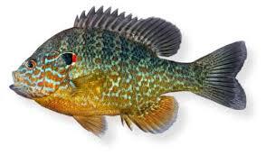bluegill fishing best baits and lures for bluegill pumpkinseed species bluegill fishing best baits and lures for bluegill pumpkinseed species