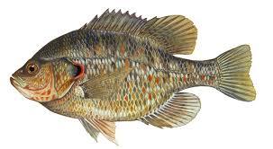 bluegill fishing redear sunfish species bluegill fishing redear sunfish species