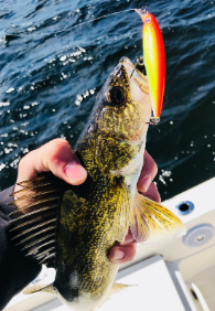 jerkbaits for walleye, jerkbait, jerkbait for sale, jerkbait fishing