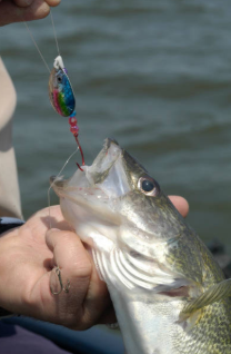 lake erie fishing lures, best lake erie lures in summer, worm harness, worm harness for walleye, walleye fishing lures lake erie lake erie fishing lures, best lake erie lures in summer, worm harness, worm harness for walleye, walleye fishing lures lake erie