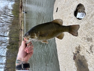 lake erie fishing lures, best lake erie lures, lake erie small mouth, my small mouth I caught on lake erie using a drop shot