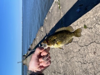 lake erie fishing lures, best lake erie lures, rock bass lake erie, rock bass caugt on drop shot in lake erie