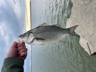 lake erie fishing lures, best lake erie lures, white bass lures, white bass lake erie, white bass I caught on a jerkbait