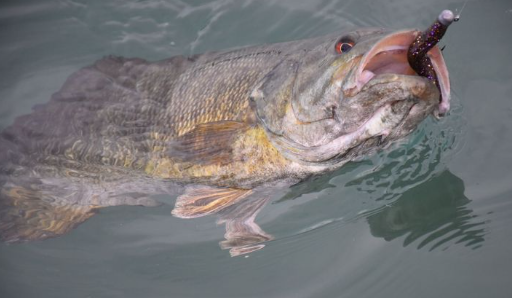 lake erie fishing lures, best lake erie summer lures, best summer lures lake erie, drop shot, lake erie drop shot, lake erie smallmouth, smallmouth drop shot