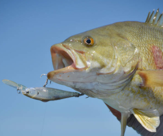 lake erie fishing lures, best lake erie summer lures, deep diving crank bait, smallmouth crankbait, lake erie crankbait, lake erie smallmouth bass