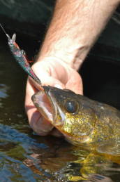lake erie fishing lures, best lake erie summer lures, suspending jerkbait for walleye, walleye suspending jerkbait, lake erie jerkbaits lake erie fishing lures, best lake erie summer lures, suspending jerkbait for walleye, walleye suspending jerkbait, lake erie jerkbaits