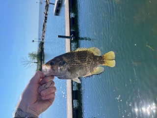 lake erie lures, best lake erie fishing lures, rockbass lake erie, lake erie rockbass I caugt on a drop shot