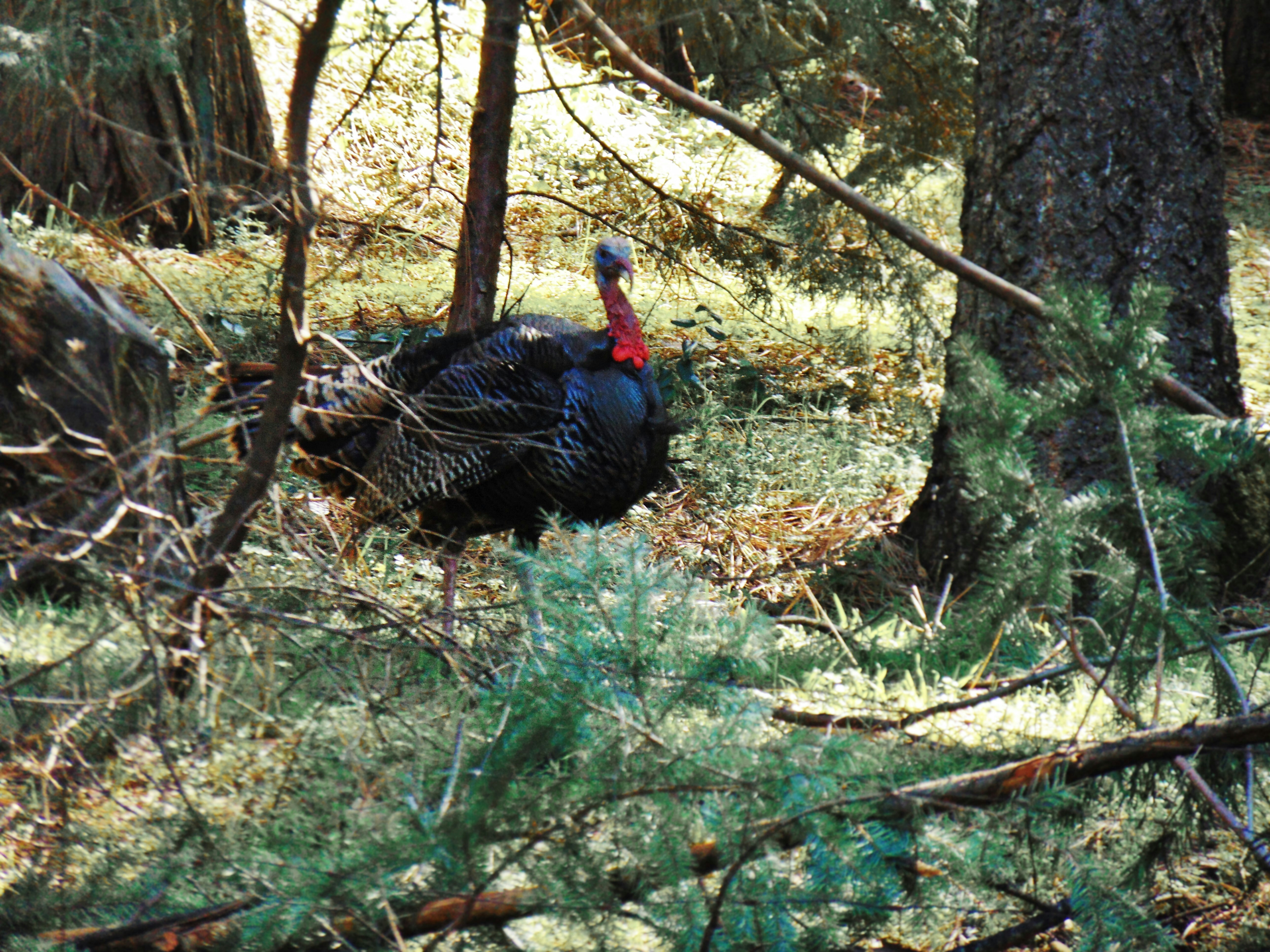turkey hunting gear checklist wild turkeys and best gear for turkey hunting
