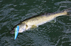 walleye eating crankbait