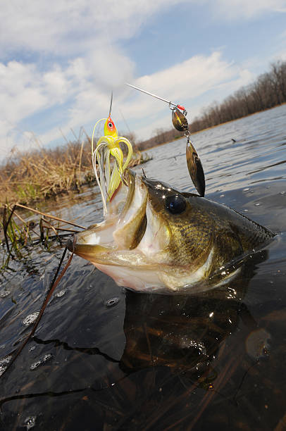 what is a spinnerbait types of species caught on spinnerbaits what is a spinnerbait types of species caught on spinnerbaits