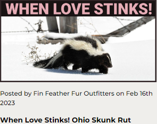 When Love Stinks! Ohio Skunk Rut